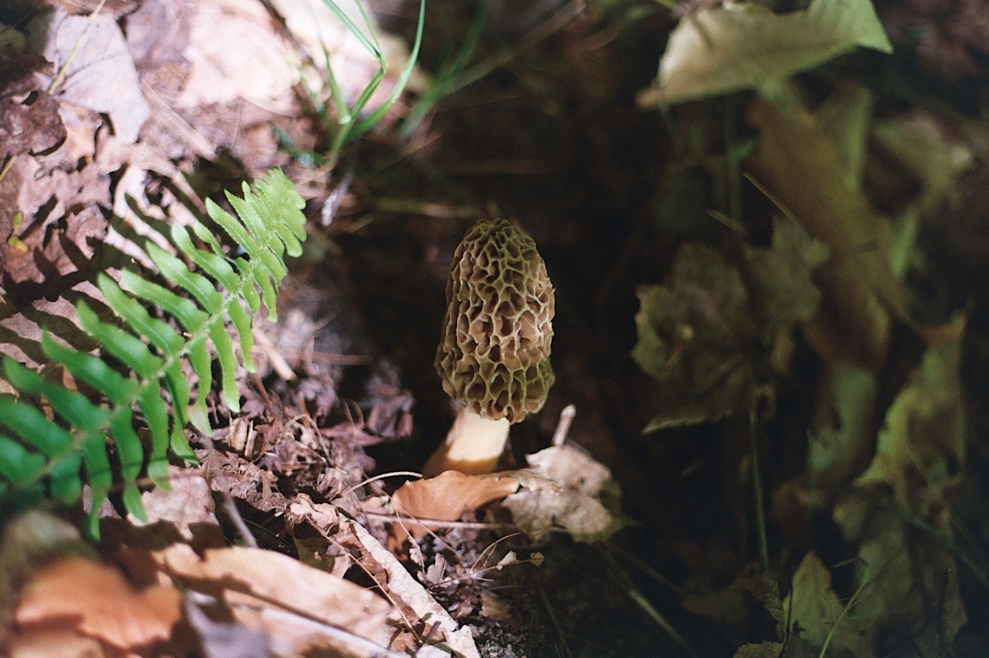 The Fungi Hunters