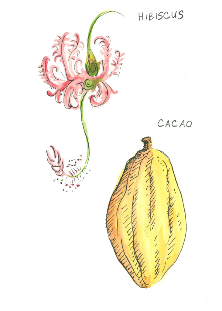 botanical illustration by franky frances cannon