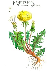 botanical illustration by franky frances cannon