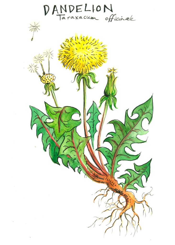botanical illustration by franky frances cannon