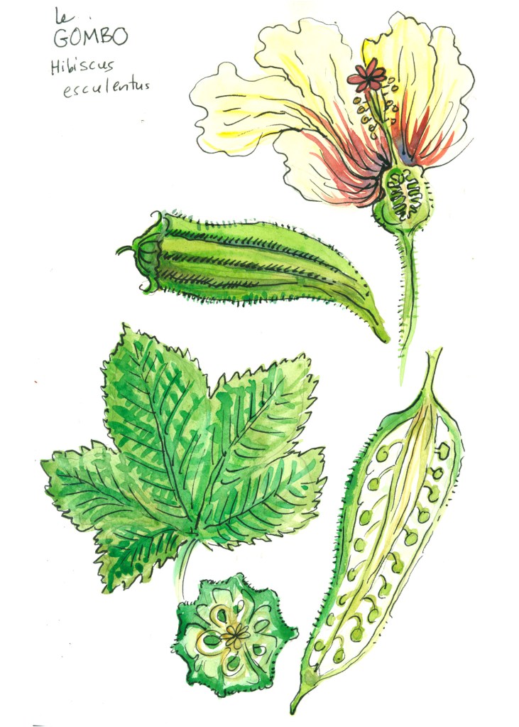 botanical illustration by franky frances cannon