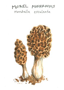 botanical illustration by franky frances cannon