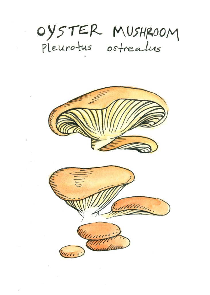 botanical illustration by franky frances cannon