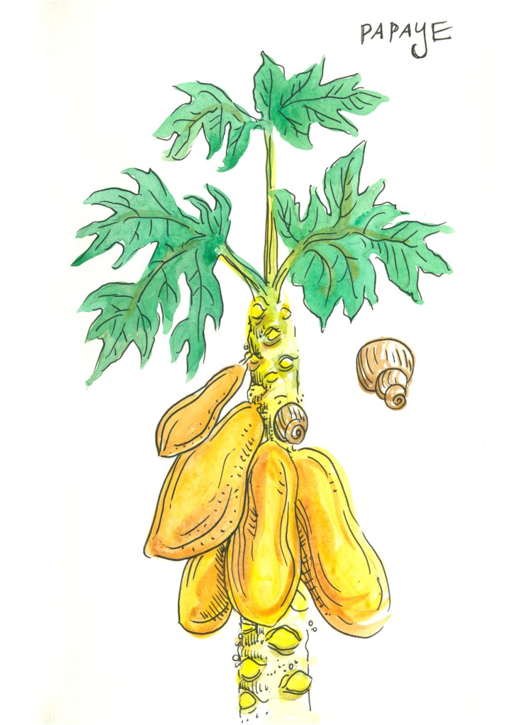 botanical illustration by franky frances cannon