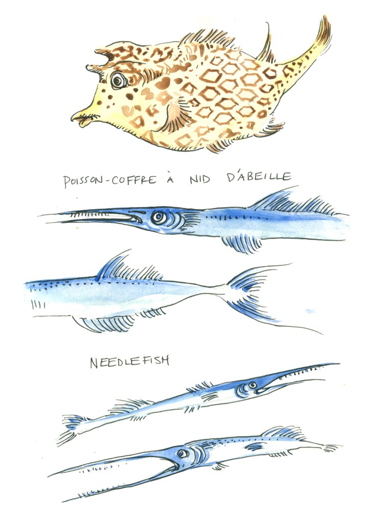 botanical illustration by franky frances cannon