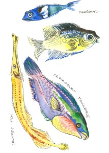 botanical illustration by franky frances cannon