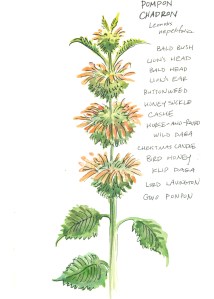 botanical illustration by franky frances cannon