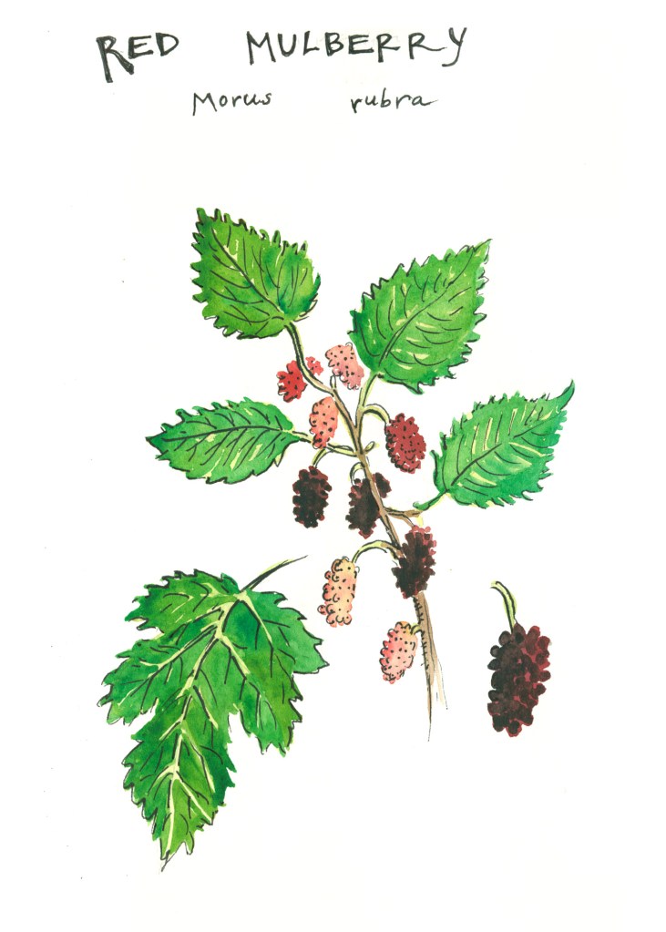 botanical illustration by franky frances cannon