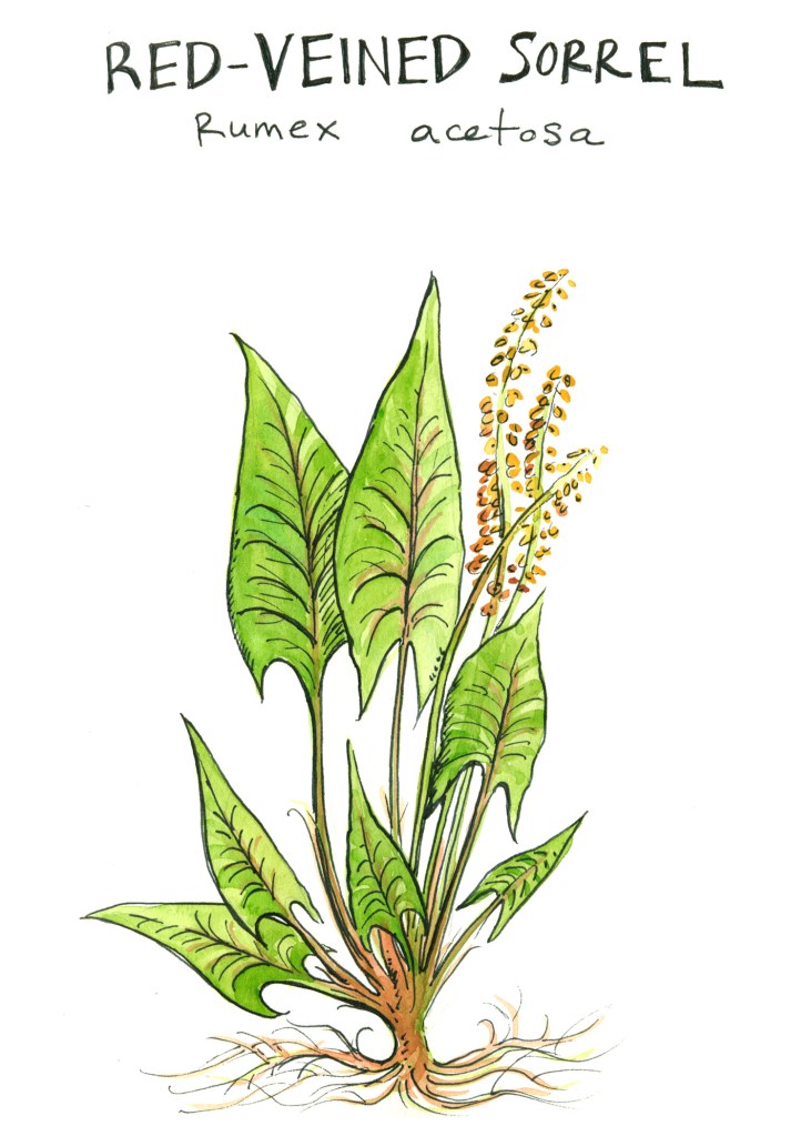 botanical illustration by franky frances cannon