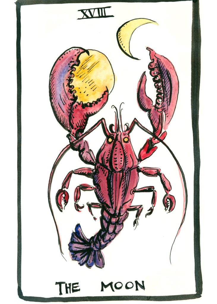 botanical illustration by franky frances cannon