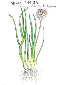 botanical illustration by franky frances cannon