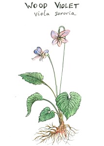 wood violet botanical illustration by franky frances cannon