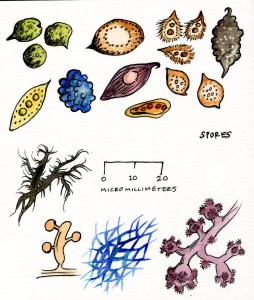 spores