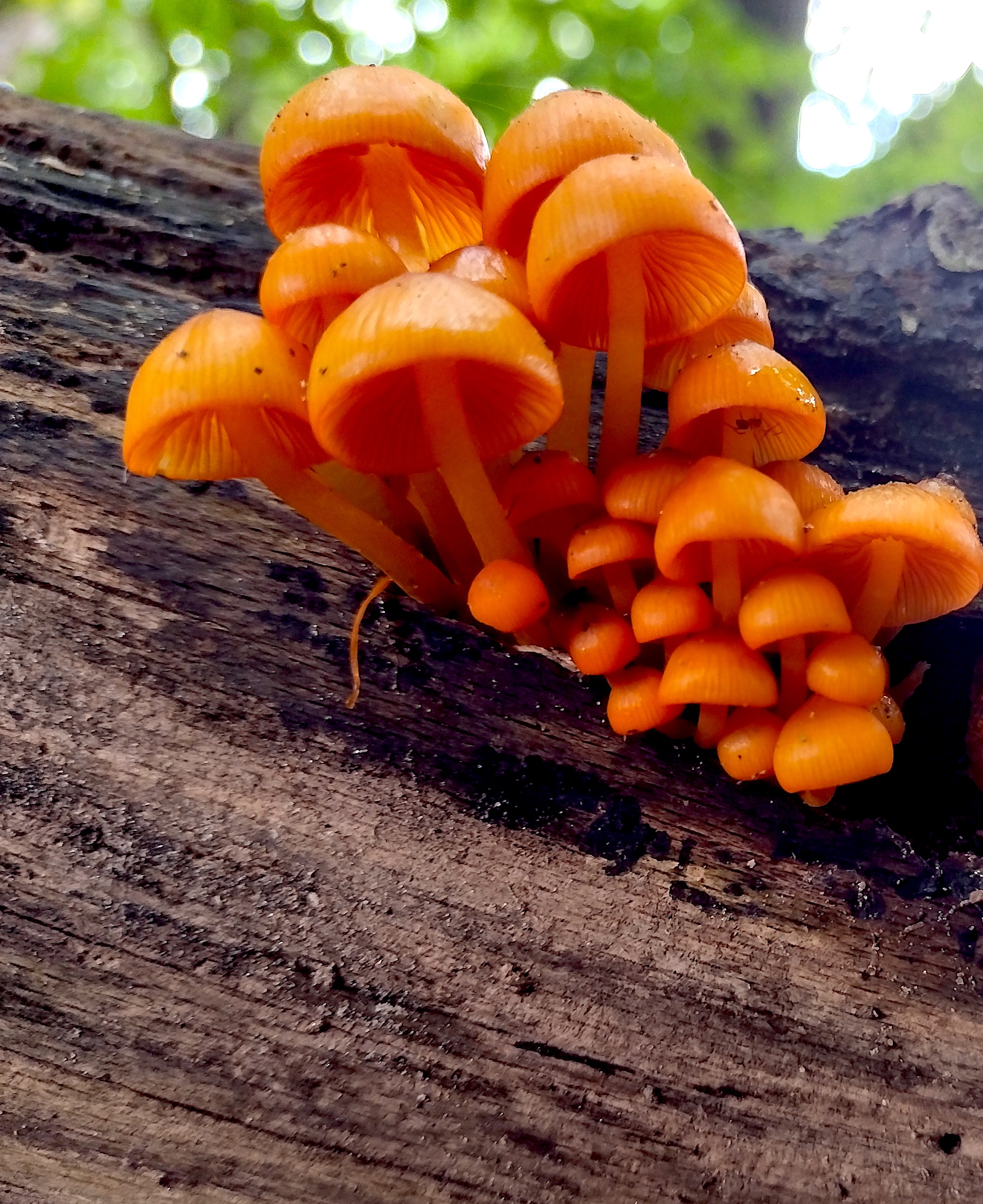 “The Fungi Hunters” in the Kenyon Review